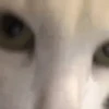 Gatitos Virales 😾 6