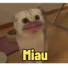 Memes x2 15
