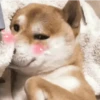 Mix of memes for the kids 6