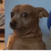 Funny dogs 5