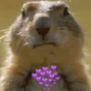 Animaizinhos 8