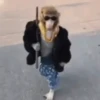 Macacos animados 5