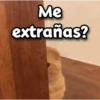 😳 Gato Vergonzoso 🙈 11