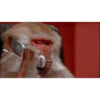 Memes Gorillas 🦍 15