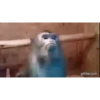 Memes Gorillas 🦍 10