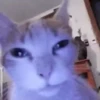 Gatitos Virales 😾 9