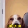 Reações de pets  12