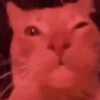 Gatitos Virales 😾 5