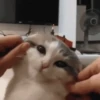 Gatinhos fofos 13