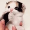 Gatinhos fofos 11