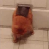 Animais para reagir 26