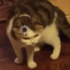 Kucing Gemoy 5