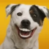 Happy Dog😁🐶 9