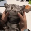 Perros y gatos 9