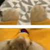 Tiernos Animados 10