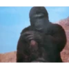 Memes Gorillas 🦍 11