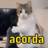 Gatinhos fofos 12