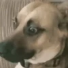 Só doguinhos  8