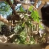 Macacos animados 18
