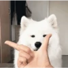 Animales Cute 2 🦝🐶✨ 7