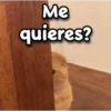 😳 Gato Vergonzoso 🙈 12