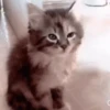 Animales CUTE 🍨🐱 16