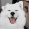 Happy Dog😁🐶 6