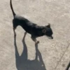 🐕 PUSHKIN TIK TOK 🐾 16