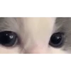 Gatitos Virales 😾 10