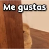 😳 Gato Vergonzoso 🙈 7