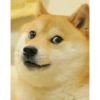 Funny doge 10