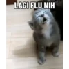 Meme kucing pt. 2 6