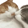 🌈 Michis para ti 🐱🐈 10