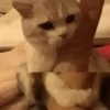Tiernos Animados 5