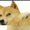 Funny Animals 11