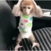 Macacos animados 29
