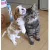 Funny dogs 15
