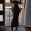 Funny dogs 8