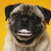 Happy Dog😁🐶 10