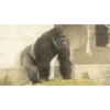 Awww 10