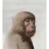Macacos animados 27