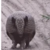 Funny Animals 5