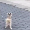 Animados para tu chat 2 27