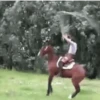 Reações de pets  6