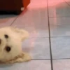 😎 TIK TOK VIRALES 2🔝😜 21