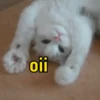 Gatinhos fofos 5
