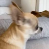😎 TIK TOK VIRALES 2🔝😜 20