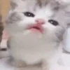 Gatitos Virales 😾 14