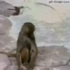 Macacos animados 25