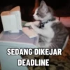 Kucing Gemoy 10